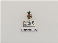 藏品(鞘翅目(2))的圖片